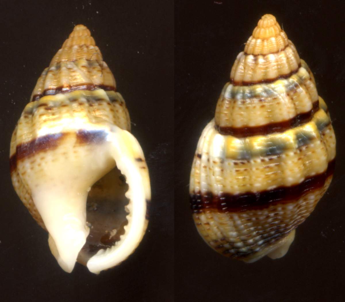 Nassarius cuvierii